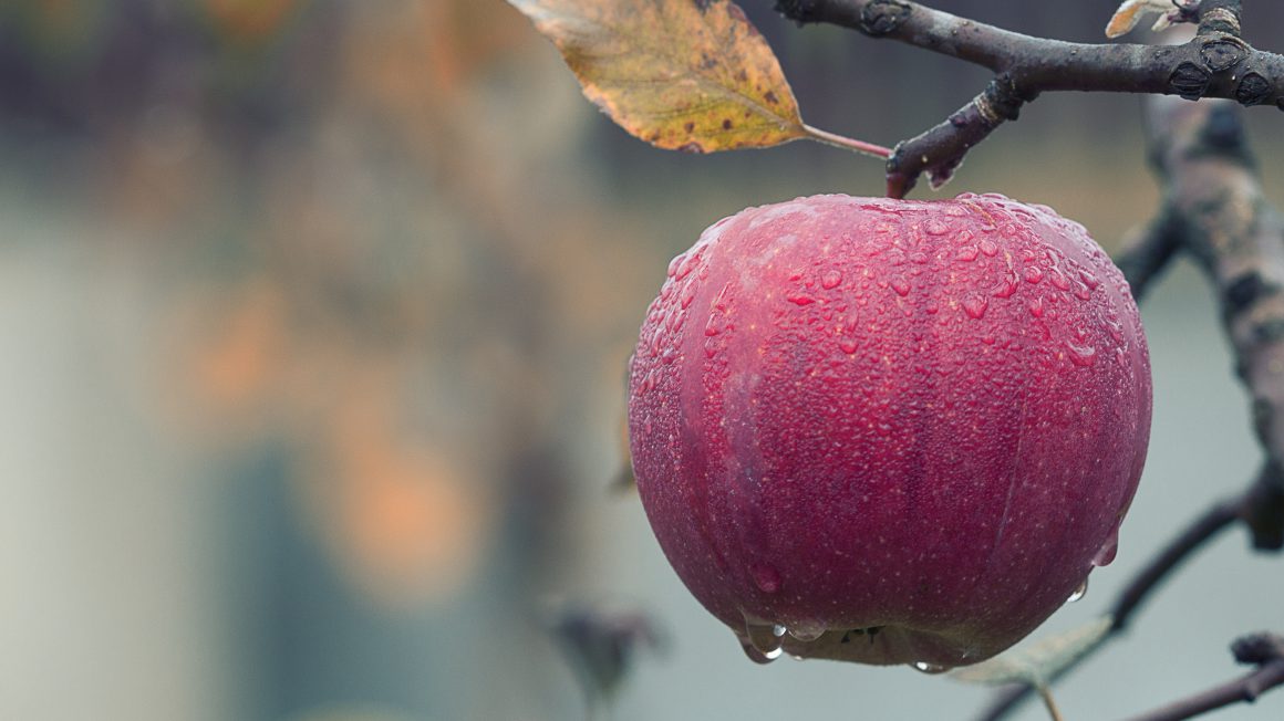 agriculture-apple-blur-257840