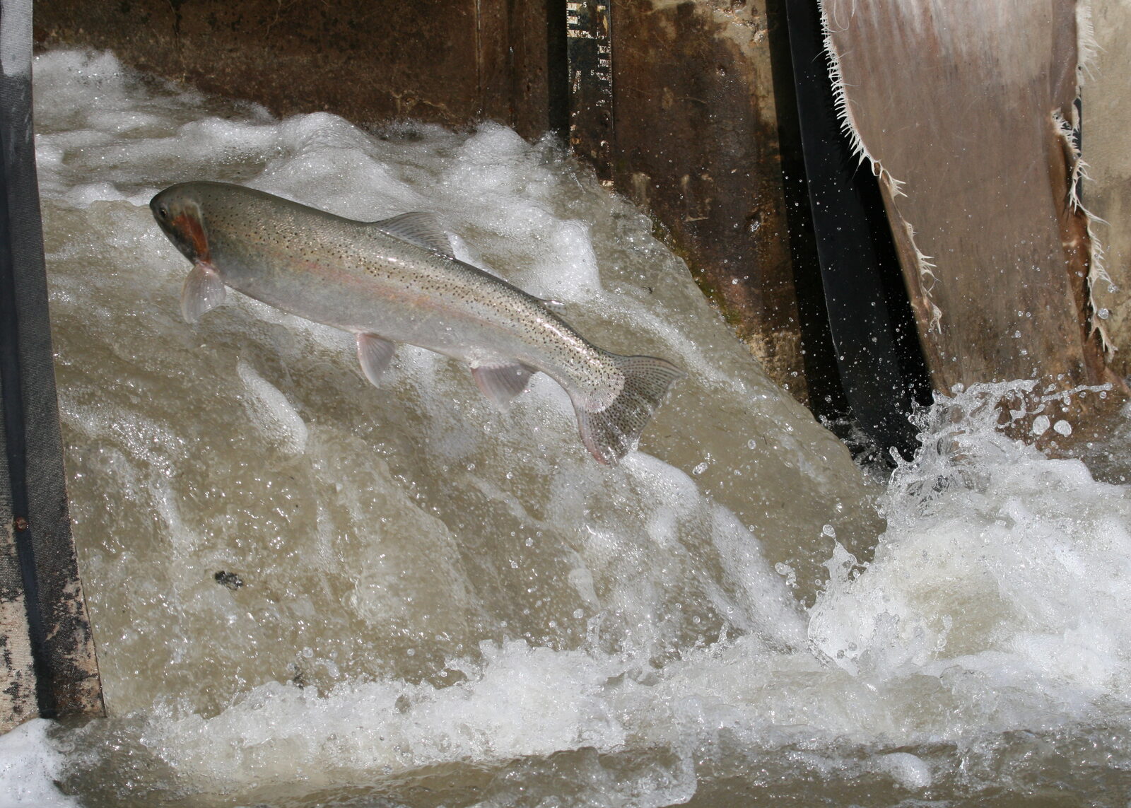 Flickr_Matt-MacGillivray_forel-in-een-visladder-in-de-Canadese-Corbetts-Dam