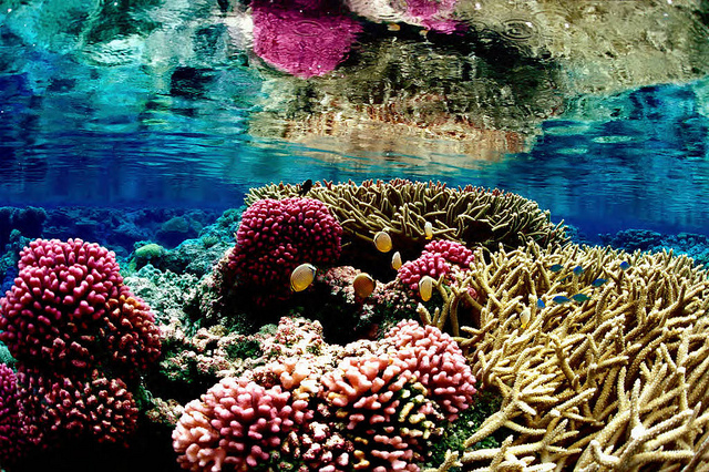 Nieuwe zaaitechniek biedt hoop voor koralen