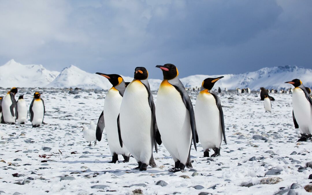 Komt er een gigantisch natuurreservaat in de Antarctische Oceaan?