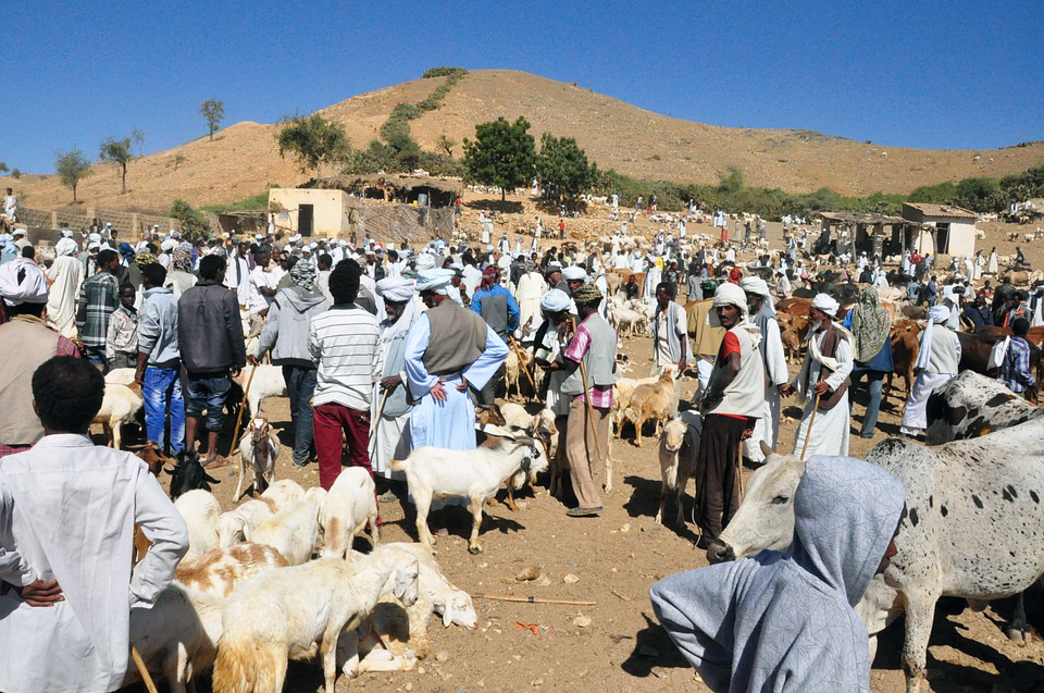 Keren Eritrea Animal Market