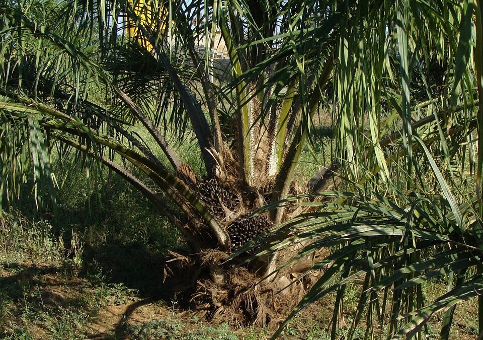 Vermoord voor palmolie