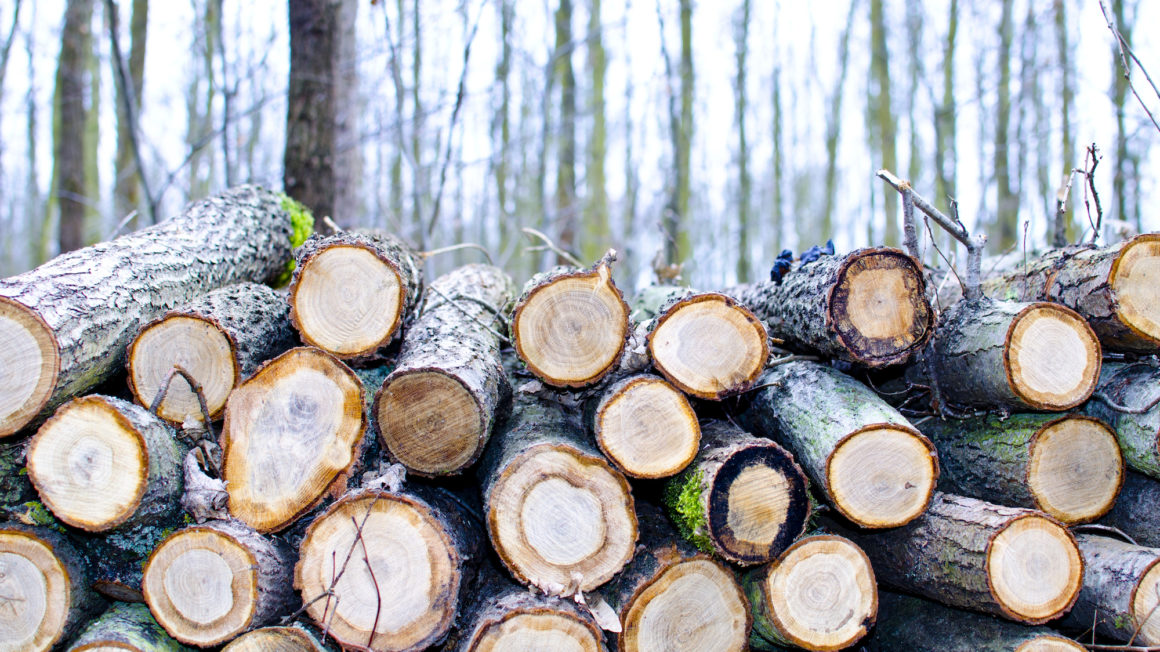 Cut trees in forest