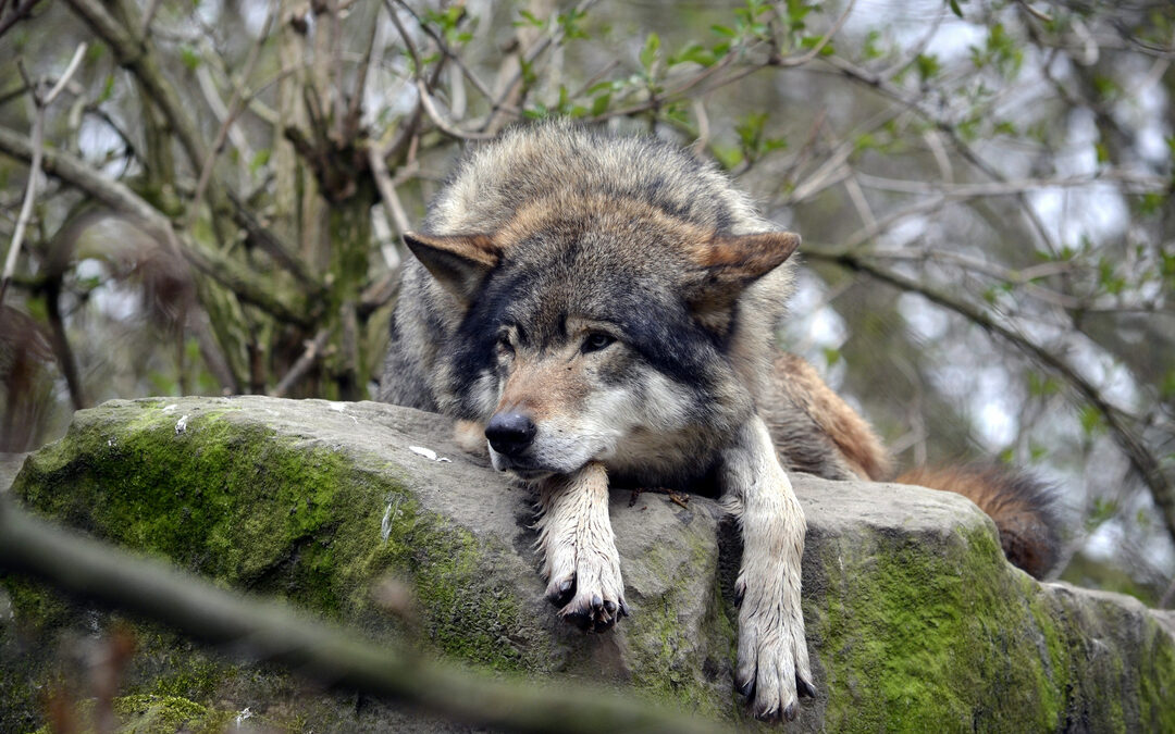Oostvaardersplassen: wolf krijgt hele kluif aan grote grazers