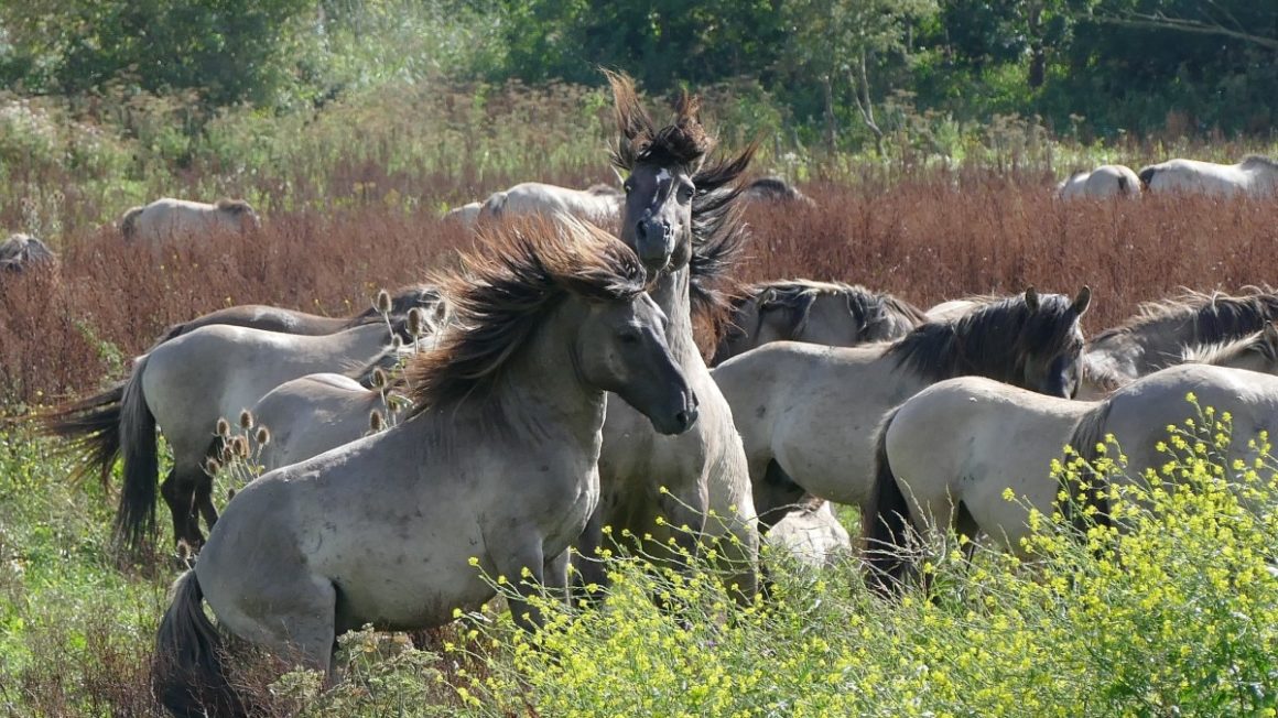 horses_nature_wild_animals_wild_life_konikspaarden_oostvaardersplassen-450740