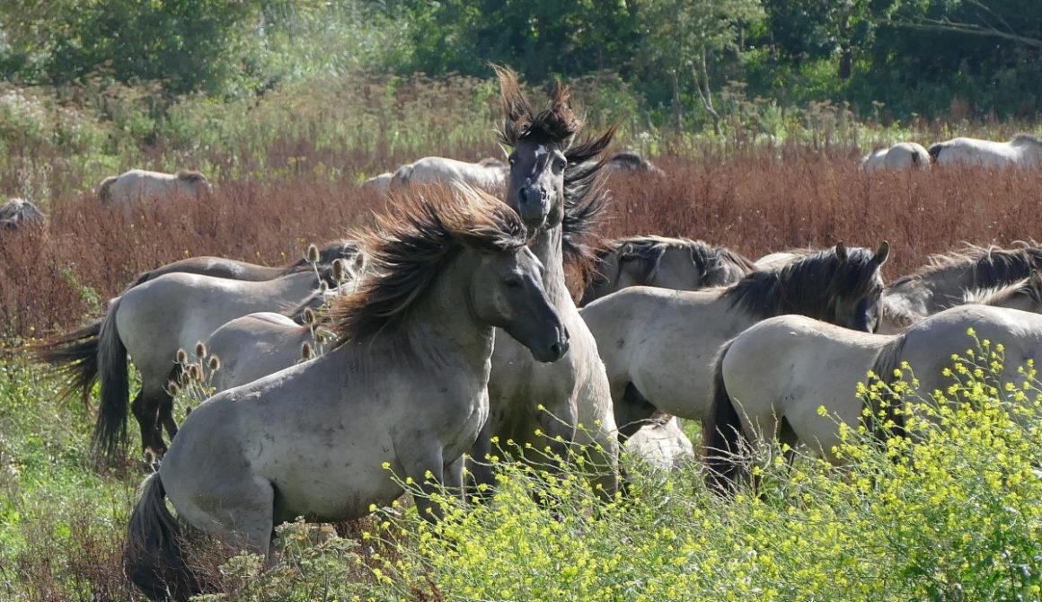 horses_nature_wild_animals_wild_life_konikspaarden_oostvaardersplassen-450740