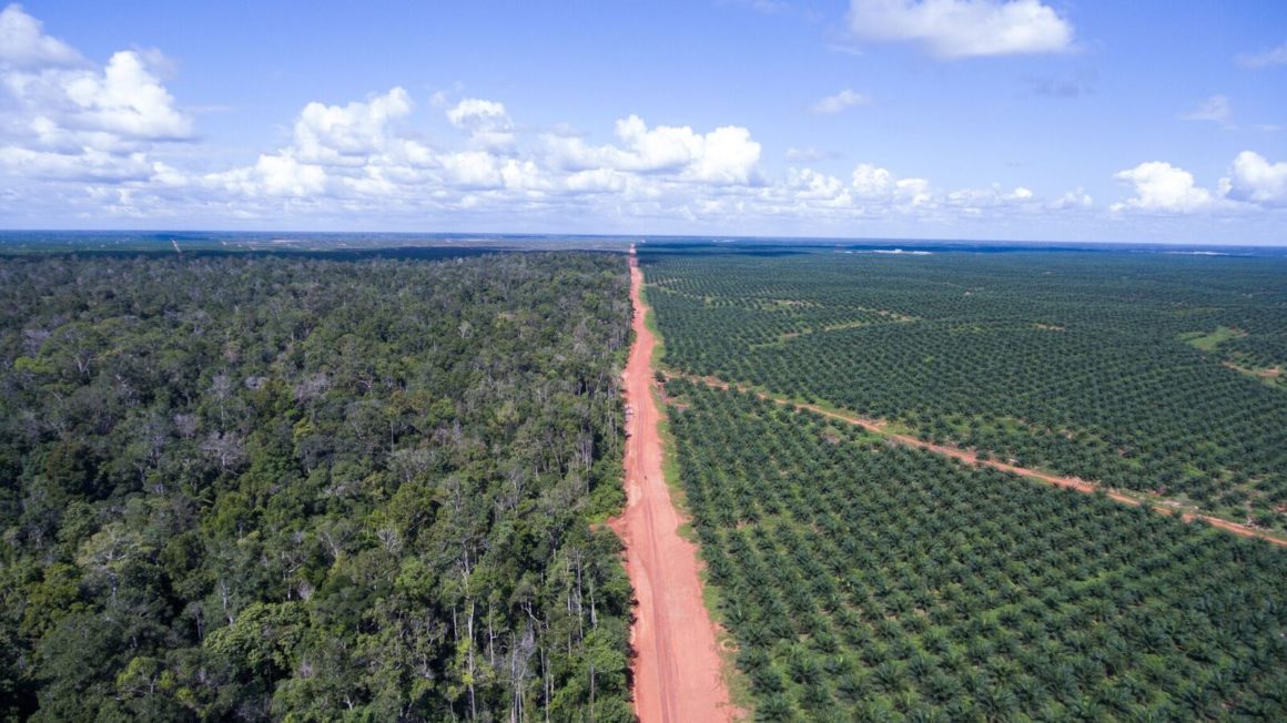 cc-Mighty-Boundary-between-the-palm-oil-plantation-owned-by-Posco-Daewoos-PT-Bio-with-still-intact-forests-5-june-2016_preview