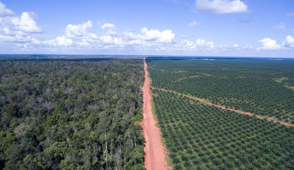 cc-Mighty-Boundary-between-the-palm-oil-plantation-owned-by-Posco-Daewoos-PT-Bio-with-still-intact-forests-5-june-2016_preview