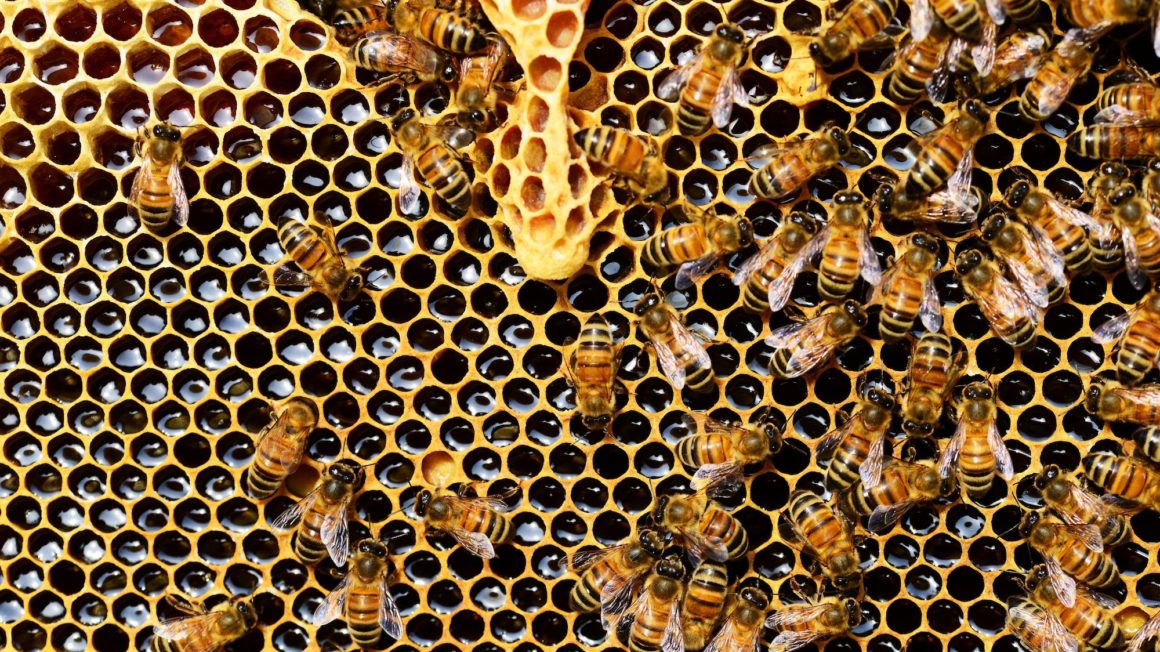 apis-mellifera-bee-beehive-56876-1