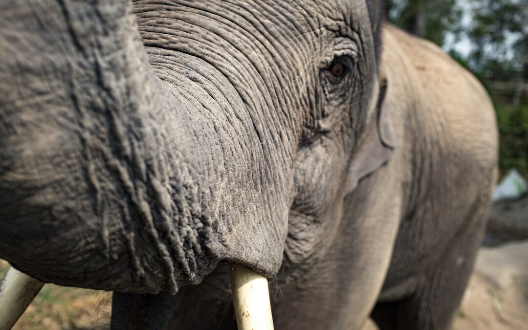 Onthullingen over de dodelijke ivoorhandel in Europa