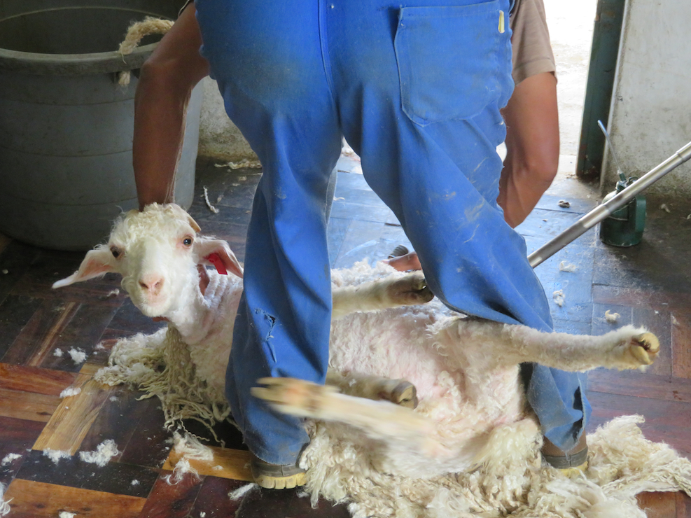Shearing is extremely stressful to goats.