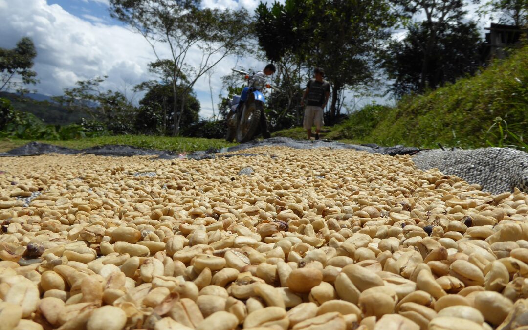 Agroforestry: betere koffie én hogere winst voor de boer