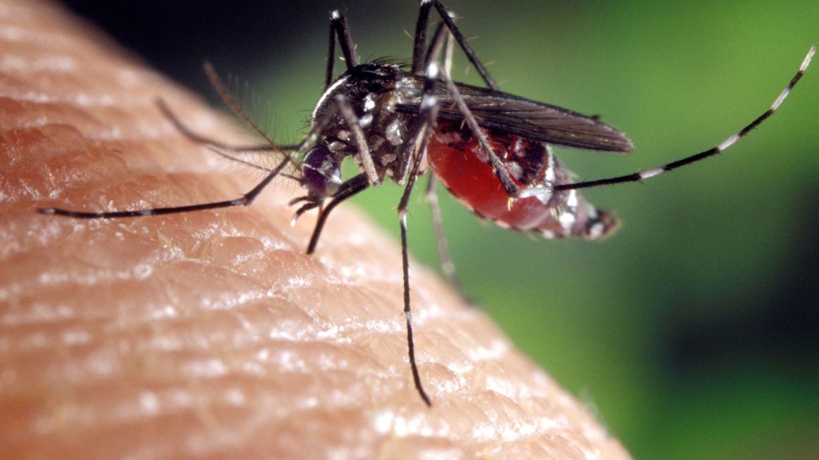 Aedes albopictus mosquito genus of the culicine family of mosquitoes