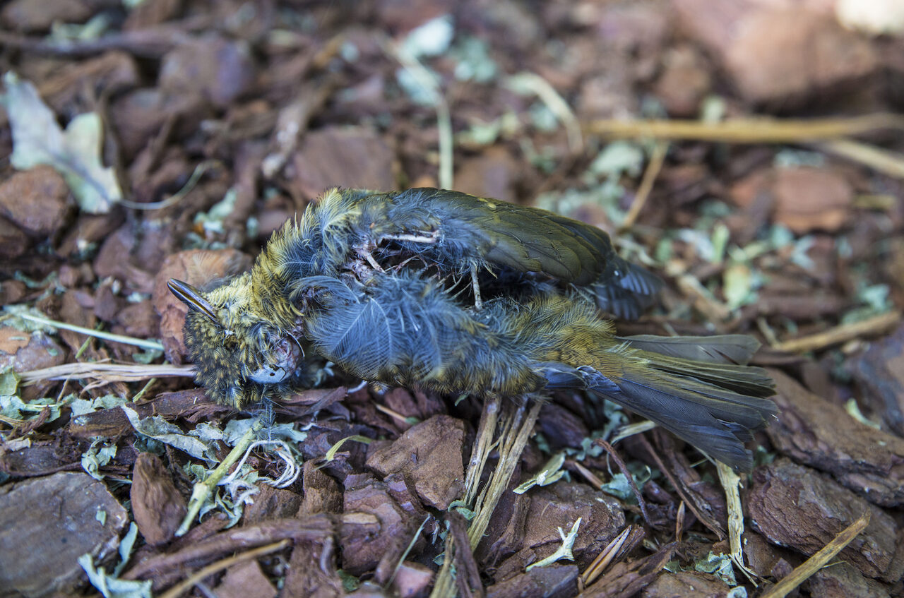 7-een-dood-vogeltje-mogelijk-laten-vallen-door-vader-roofvogel
