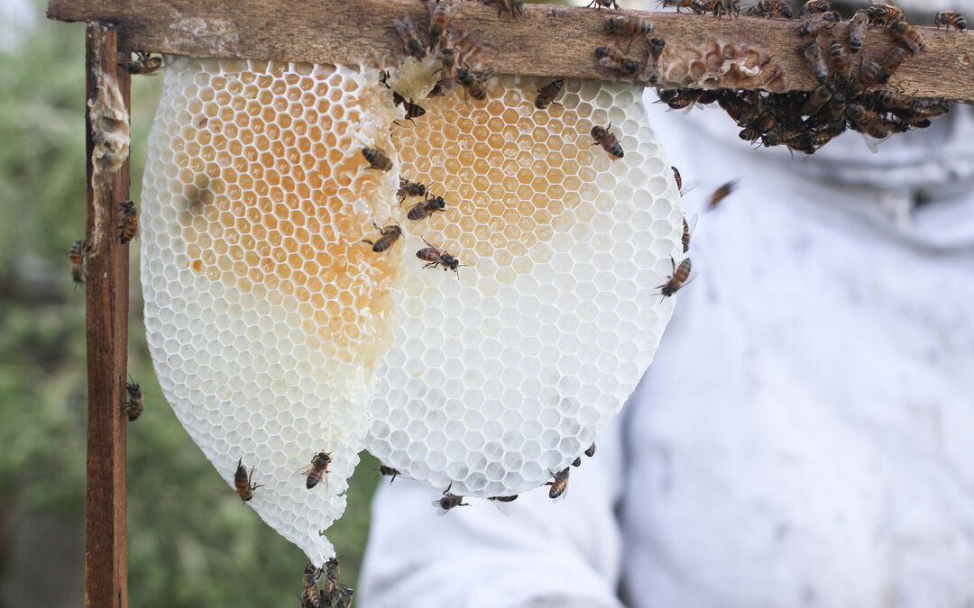 Honing, het nieuwe goud van Suriname