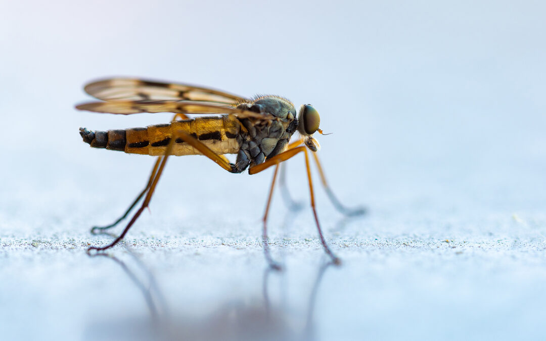 Hoe NASA-technologie muggen bestrijdt