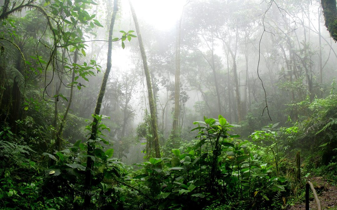 Internationale wetenschappers: bos is beste techniek om klimaat te beheersen