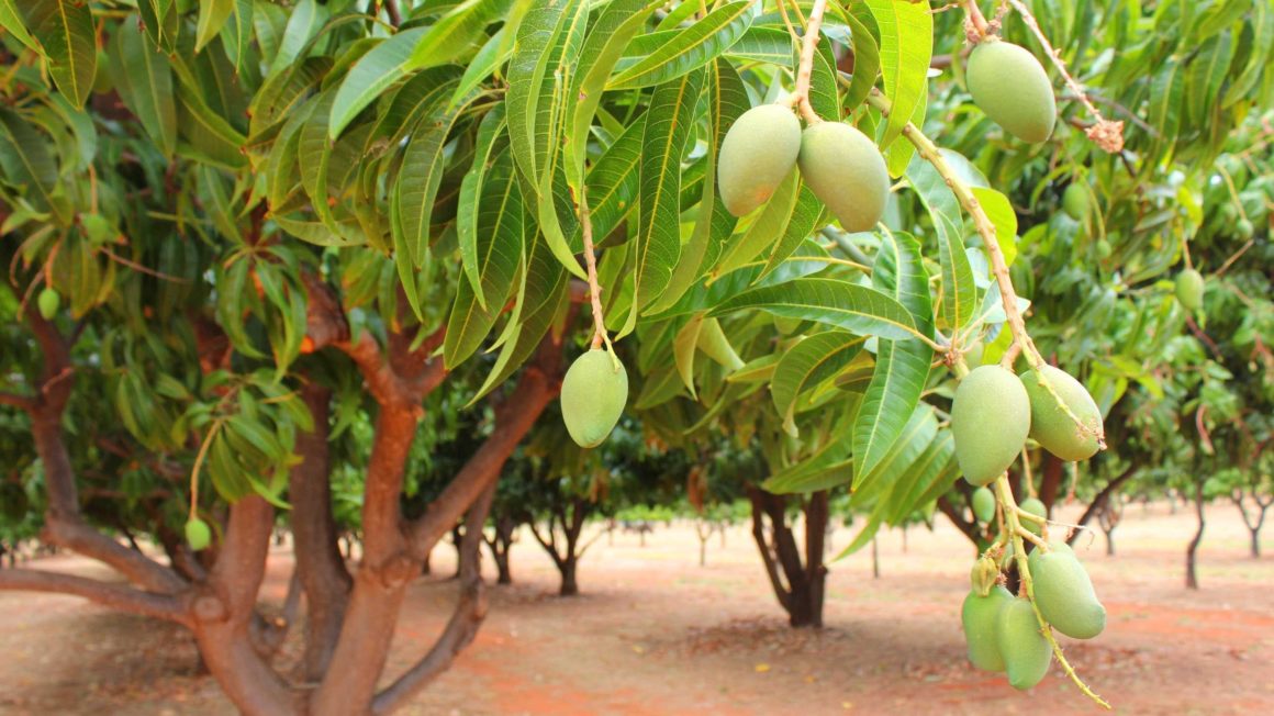 Mango-trees-Nigeria