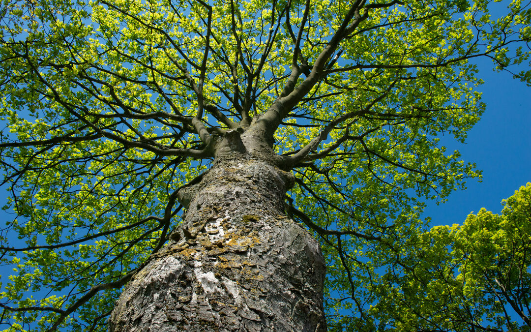 Trees for All plant nieuw bos in Nederland