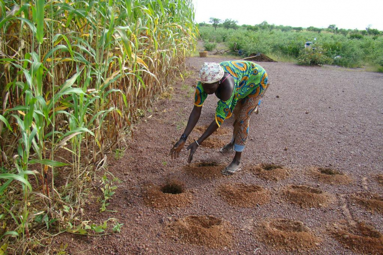5 miljoen hectare Sahel vergroenen? Dat kan zonder dure hulpprogramma’s