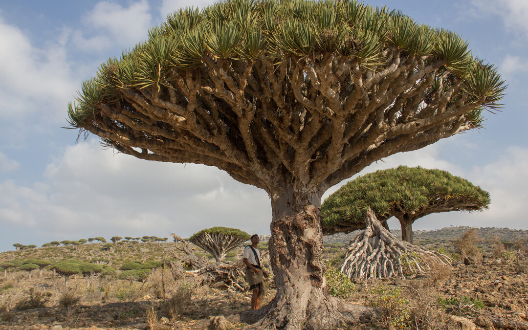 De jacht op Jemenitisch paradijs-eiland Socotra