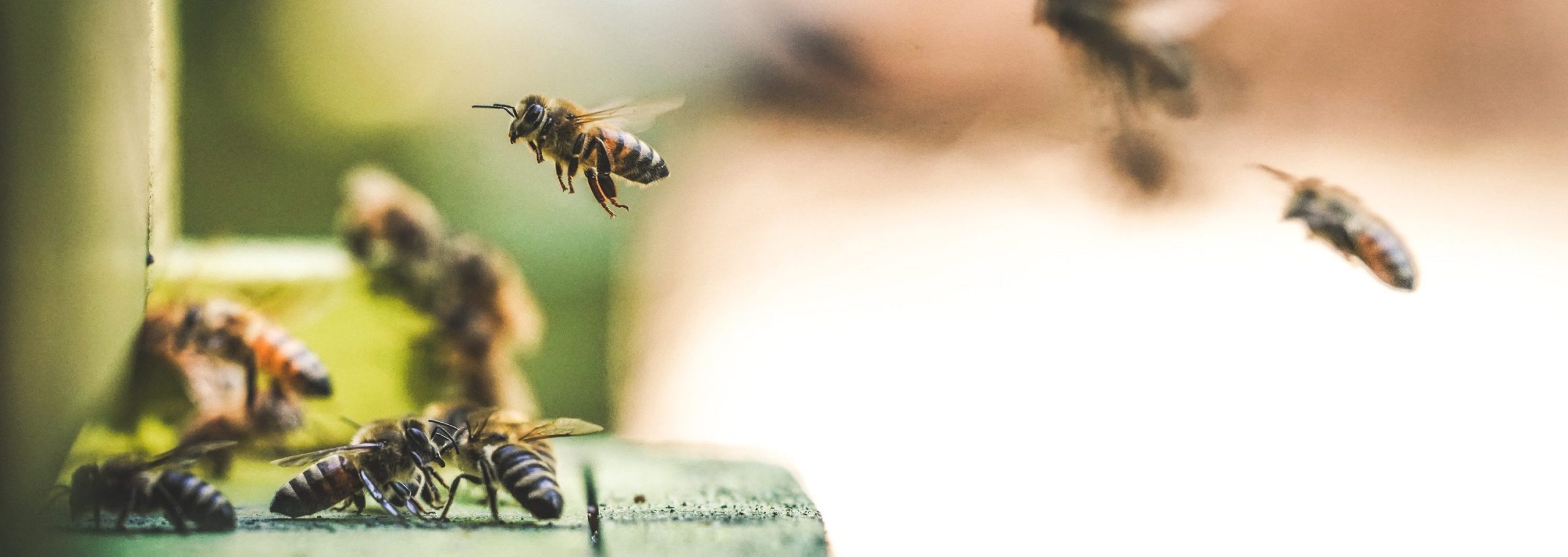 De Insecten Sterven Uit. Nou En? - OneWorld