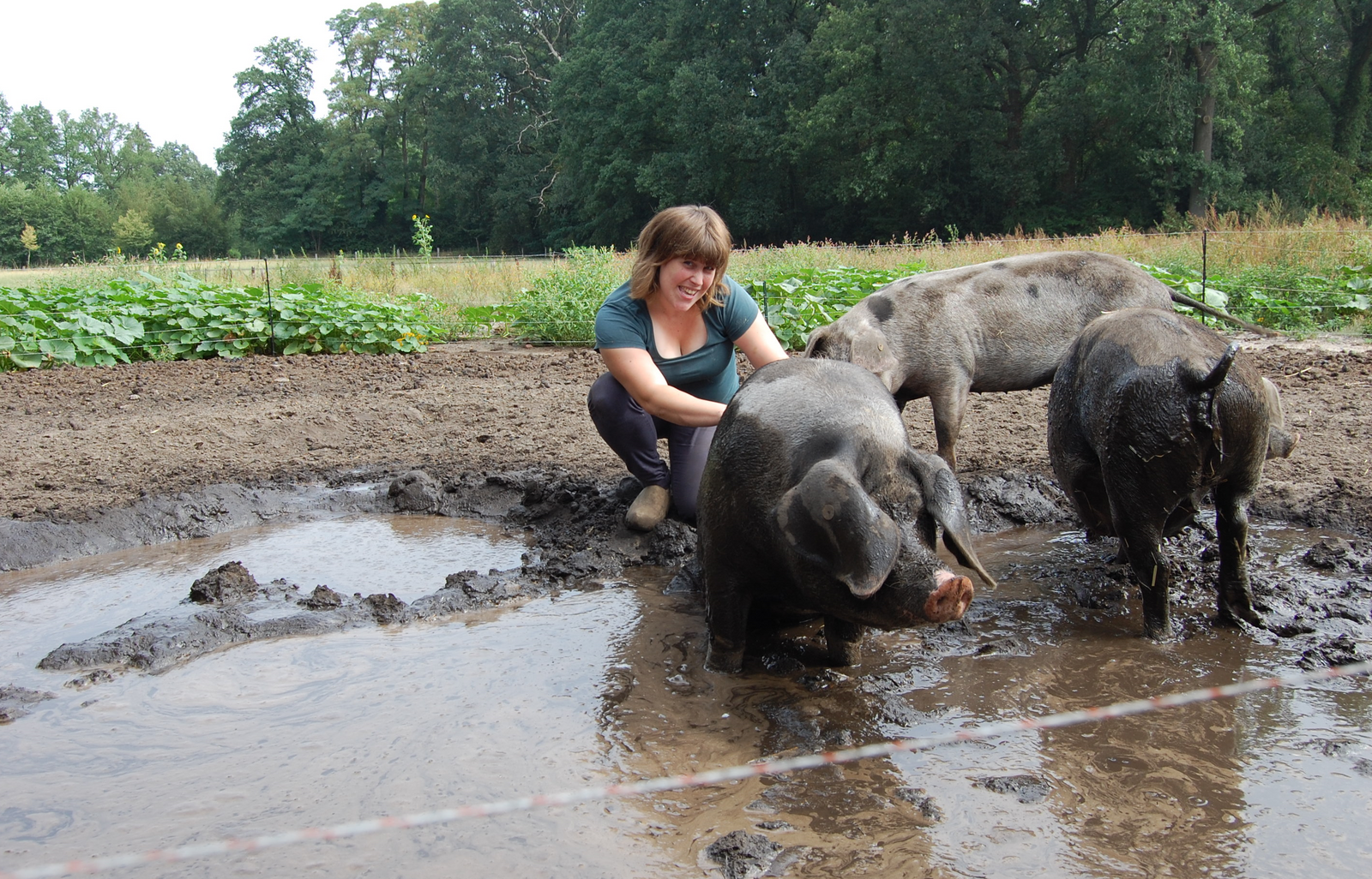 agroforestry