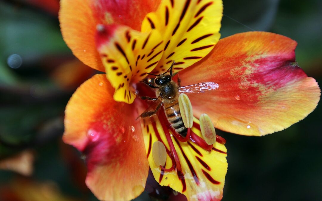 Lezing- Biodiversiteit: kan mij het wat schelen?