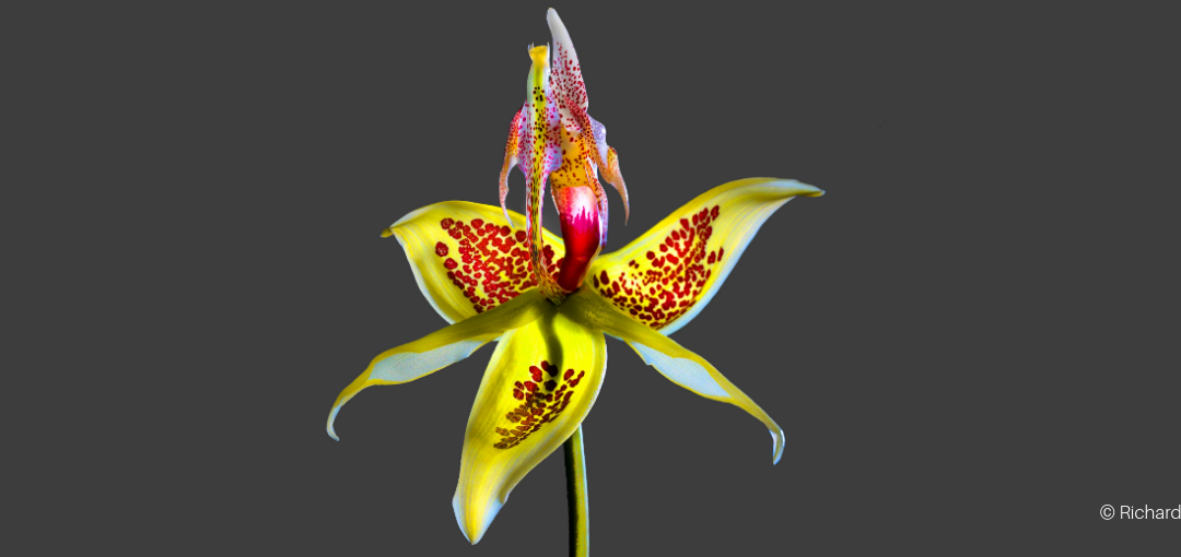 Symposium: Plants Under Pressure