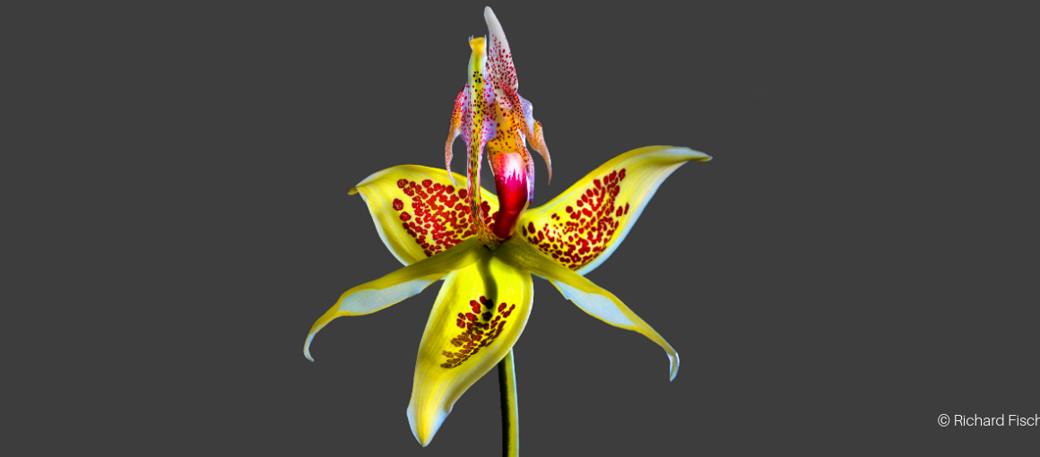 Copy-of-Flower-art-museum2-1.png