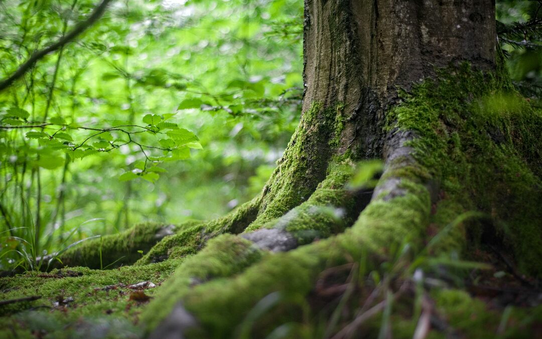 Hoeveel bomen moeten we planten om onze CO₂ te compenseren?