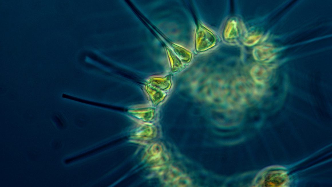 phytoplankton-1348508_1920