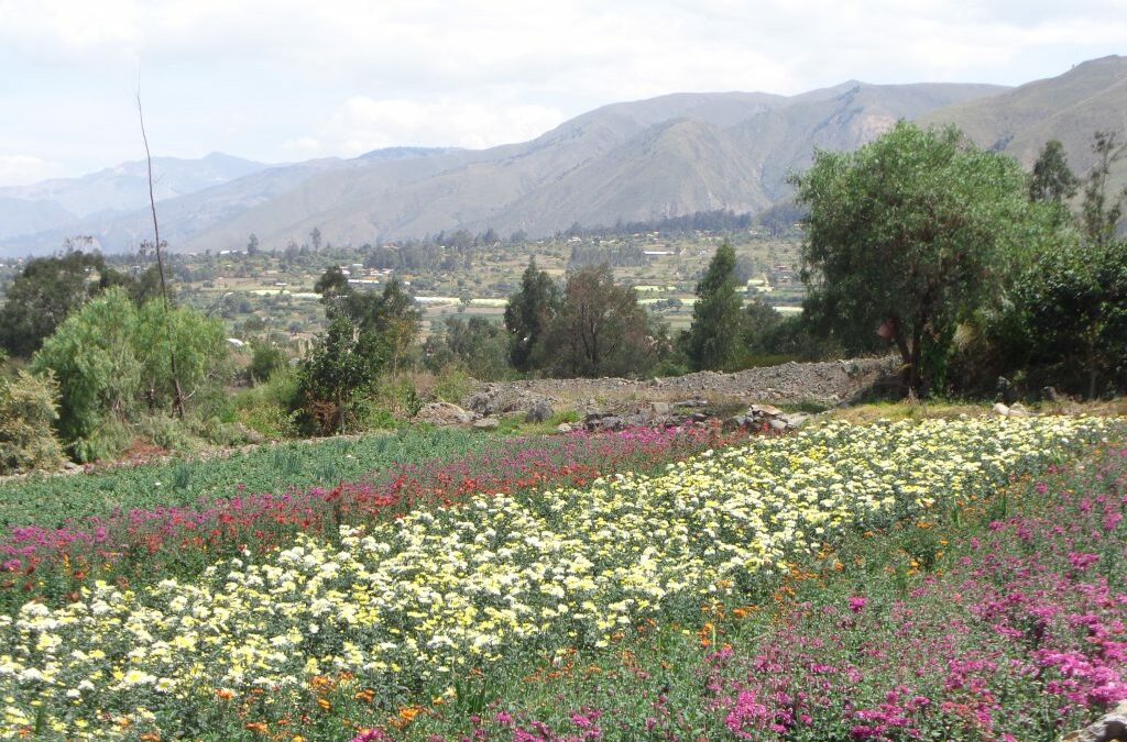 Volunteers for Eco-Tourism in a community restoration project