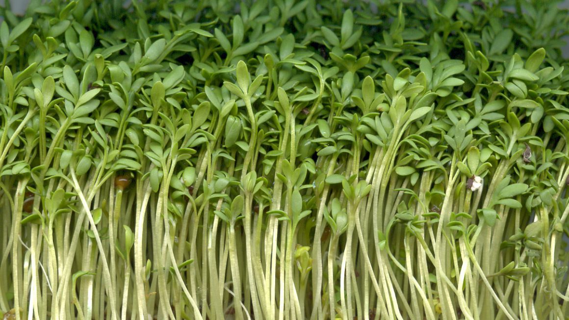 Gartenkresse