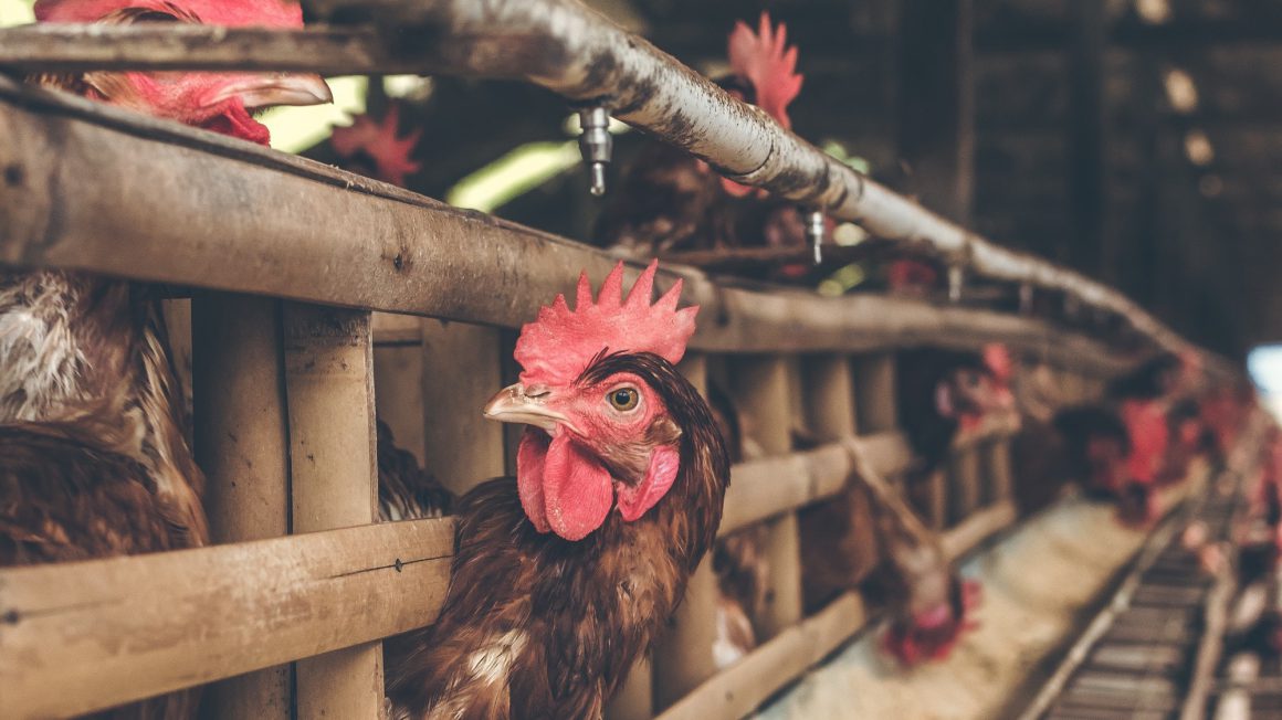 group-of-hen-inside-cage-2273602