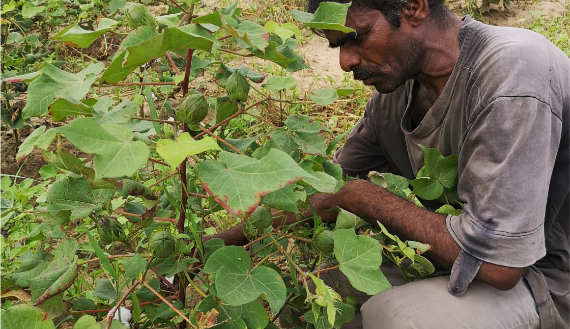 Cottonfarmer_plantinspection-2.jpg