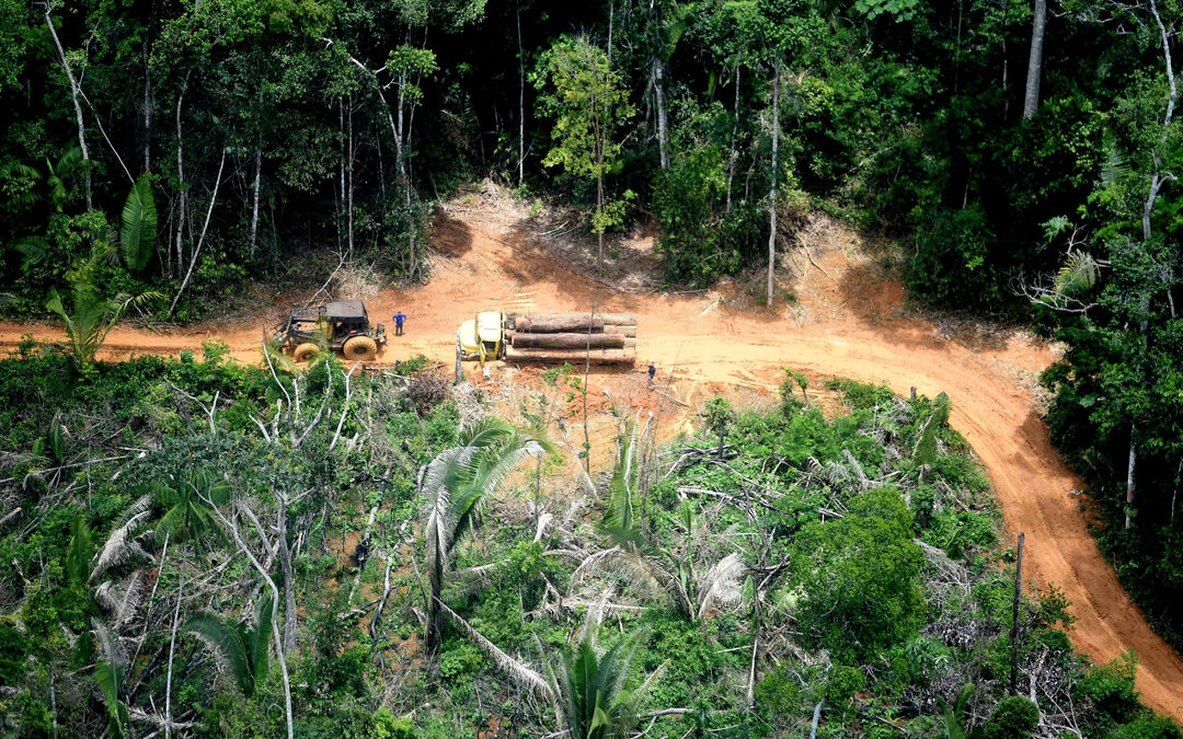 Illegale houtkappers stoppen niet voor corona (of Amazone-bewoners)