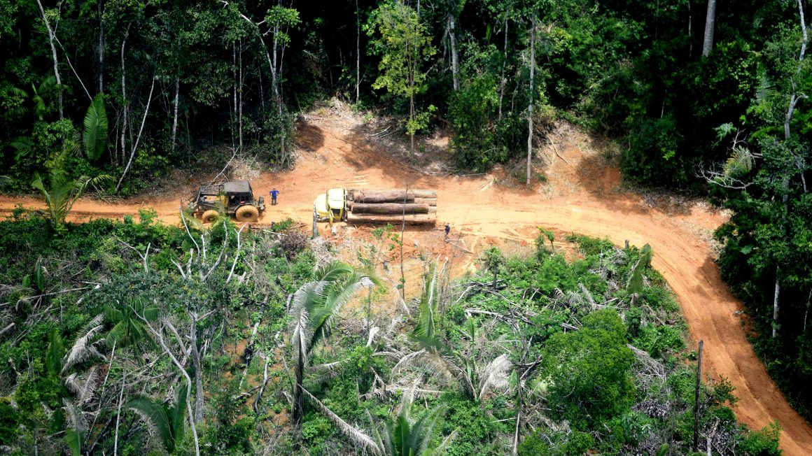 Karipuna Indigenous Land in RondôniaTI – Karipuna (Rondônia)
