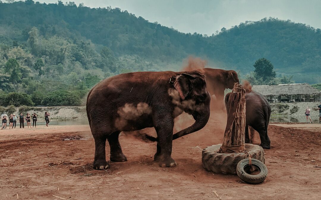 Vaarwel Indiase olifant, hallo olieboren