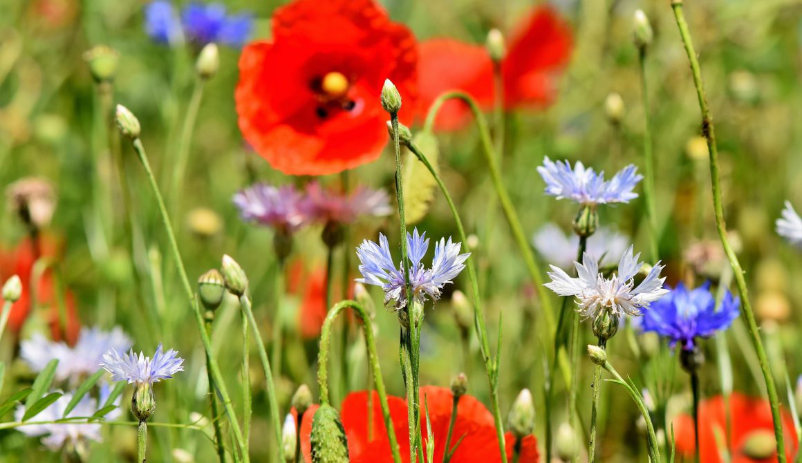 alpine-cornflower-3431590_1920 (1)