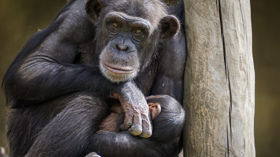 chimpanzee-3707270_1920