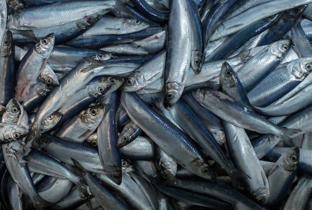 Overheden staan al jarenlang overbevissing toe op makreel, haring en blauwe wijting