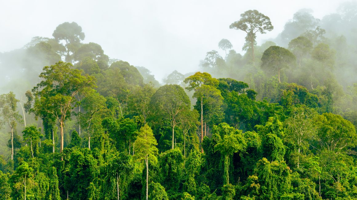 Treetops,Of,Dense,Tropical,Rainforest,With,Morning,Fog,Located,Near