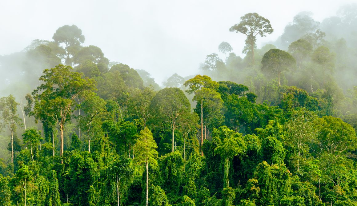 Treetops,Of,Dense,Tropical,Rainforest,With,Morning,Fog,Located,Near
