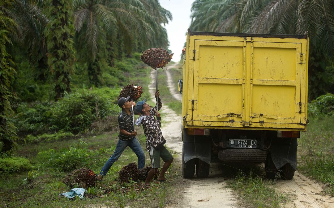 Vakbonden Indonesië uiten zorgen over werknemers palmolie-industrie