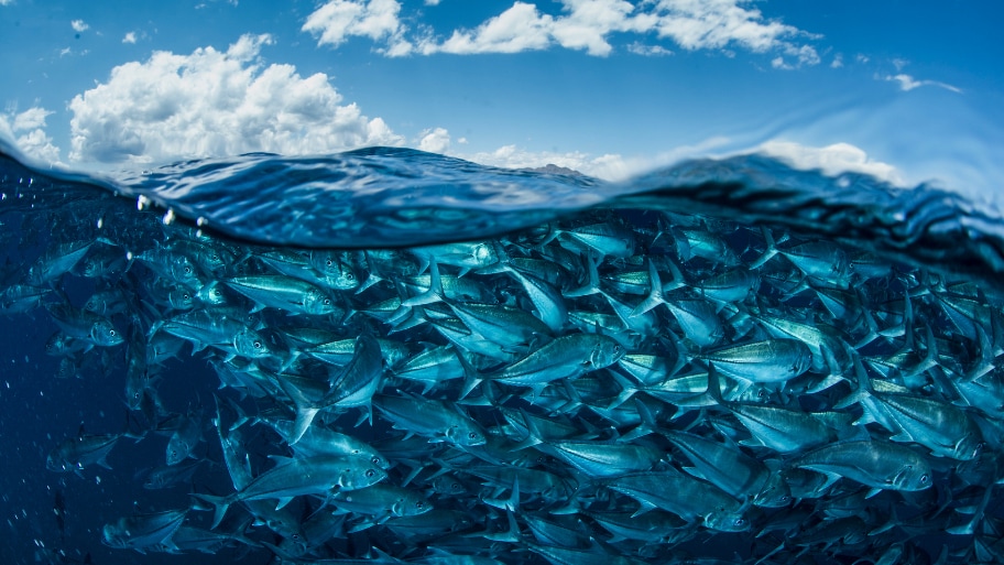 Overbevissing gezonde vispopulatie