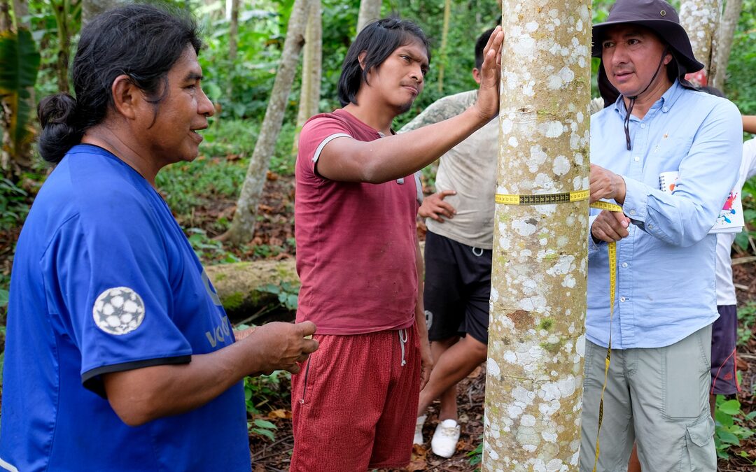 Groene schijn: we kappen de Amazone voor ‘schone’ windmolens