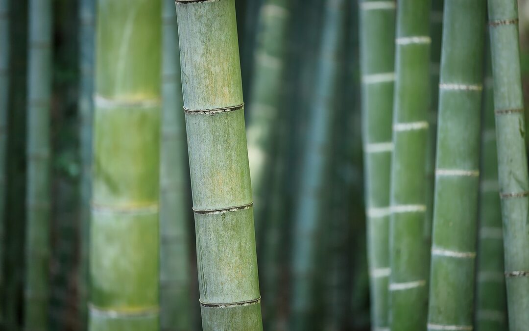 5 redenen waarom bamboe de wereld redt