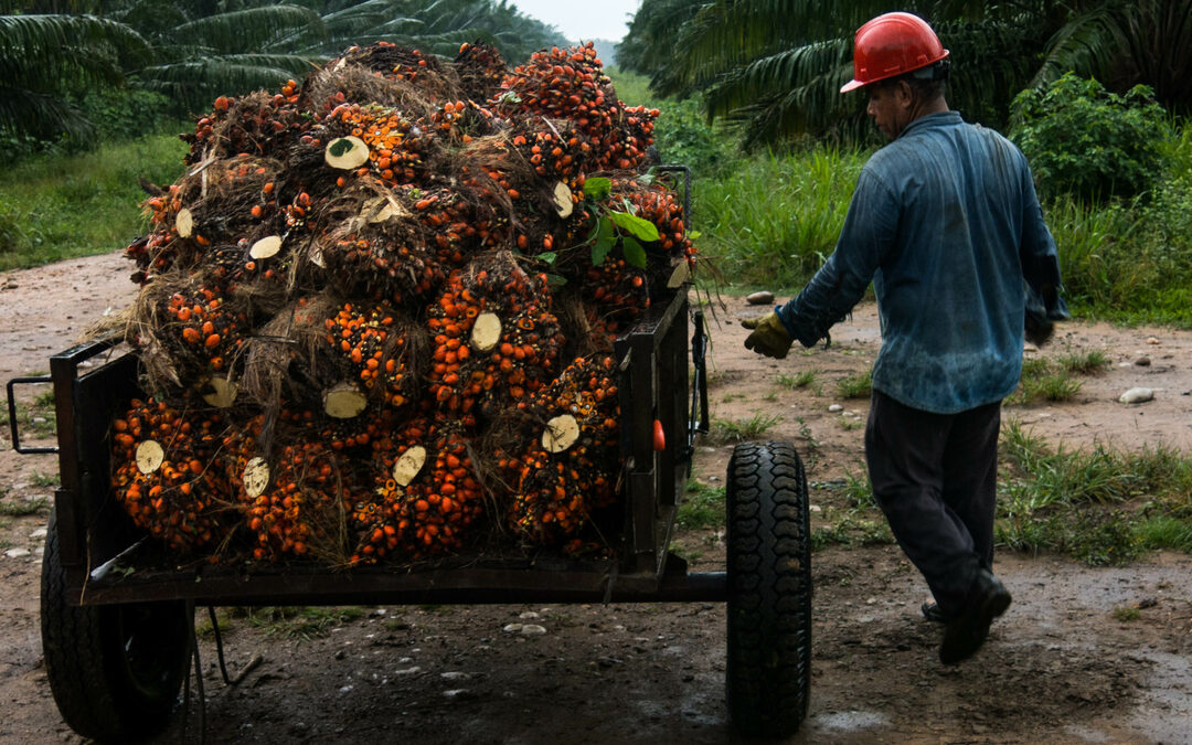 Voor het eerst ooit in Guatemala: Werknemers beginnen vakbond in palmoliebedrijf