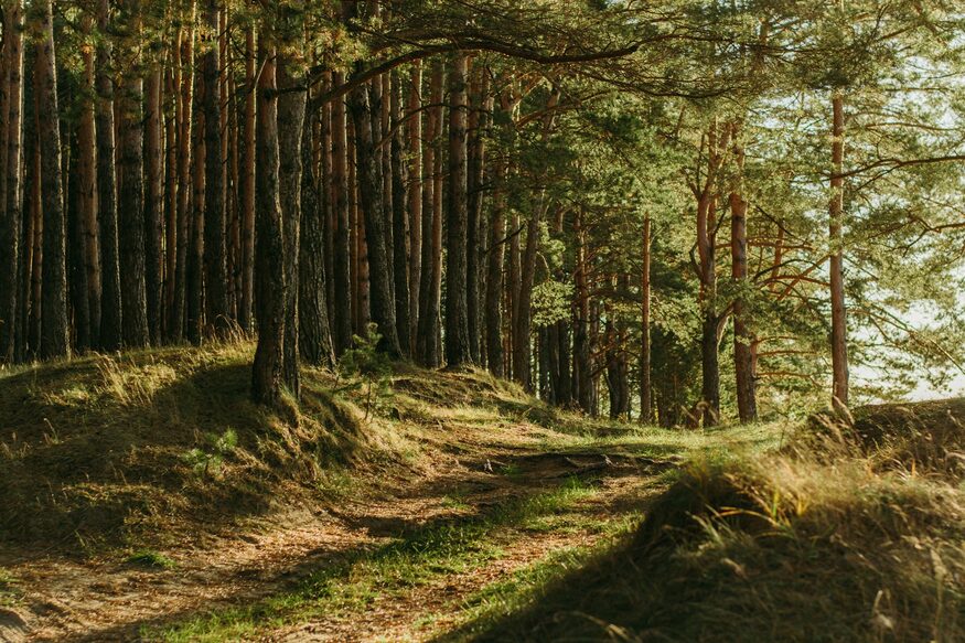 duizend groene handen klimaat